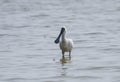 Black-faced Spoonbill in shenzhen,china Royalty Free Stock Photo