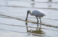Black-faced Spoonbill in shenzhen,china Royalty Free Stock Photo