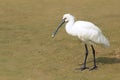 Black-faced Spoonbill Royalty Free Stock Photo