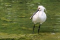 Black-faced Spoonbill Royalty Free Stock Photo