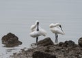 Black-faced Spoonbill Royalty Free Stock Photo