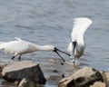 Black-faced Spoonbill Royalty Free Stock Photo