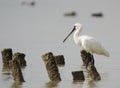 Black-faced Spoonbill at waterland