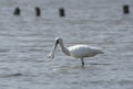 Black-faced Spoonbill at waterland in shenzhen Royalty Free Stock Photo