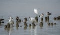 Black-faced Spoonbill at waterland Royalty Free Stock Photo