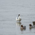 Black-faced Spoonbill at waterland