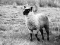 Black-faced Suffolk sheep on pasture Royalty Free Stock Photo