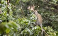 Black faced vervet monkey, coffee plants, Tanzania