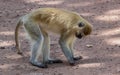 A black faced vervet monkey sits on a dirt road