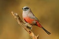 Black-faced waxbill perched on a branch