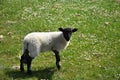 Black Faced Young Lamb in a Field with Small Flowers Royalty Free Stock Photo