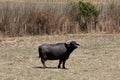 Black fall calving Angus cow a field with dry grass in a sunny day, New Zealand