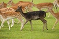 Black Fallow Deer in herd Royalty Free Stock Photo
