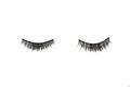 Black False eyelashes. Mascara single decorative on isolated white background