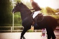 A black fast horse gallops at equestrian sports competitions on a sunny summer day. Horseback riding. Equestrian sport