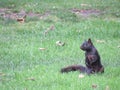 Black fast squirrel in Toronto