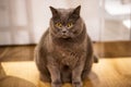 A black, fat cat Royalty Free Stock Photo