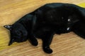 A black fat cat sleeping on a wooden floor Royalty Free Stock Photo