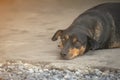 Black fat dog lay down on the floor