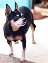 Black fat lovely cute miniature pinscher dog