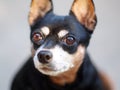 Black fat miniature pinscher Royalty Free Stock Photo