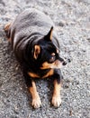 Black fat miniature pinscher Royalty Free Stock Photo