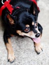 Black fat miniature pinscher Royalty Free Stock Photo