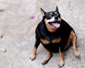 Black fat miniature pinscher Royalty Free Stock Photo