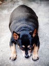 Black fat miniature pinscher Royalty Free Stock Photo