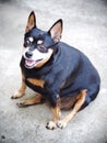 Black fat miniature pinscher Royalty Free Stock Photo