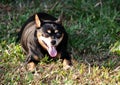 Black fat miniature pinscher Royalty Free Stock Photo