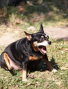 Black fat miniature pinscher Royalty Free Stock Photo