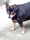 Black fat miniature pinscher Royalty Free Stock Photo