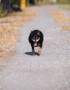 Black fat miniature pinscher Royalty Free Stock Photo