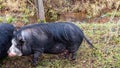 Black fat pig with fur on the green grass by the stream Royalty Free Stock Photo