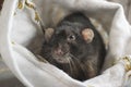 Black fat rat, sitting in a hat and watching Royalty Free Stock Photo