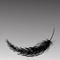 Black feather