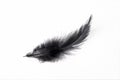 Black feather Royalty Free Stock Photo