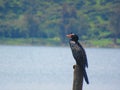 Eakeds starung bird on vertical single wood Royalty Free Stock Photo