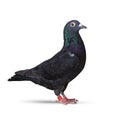Black feather of homing speed racing pigeon isolated white background Royalty Free Stock Photo