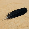 A black feather lies on a sandy surface, likely mimicking a beach environment. The Royalty Free Stock Photo