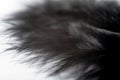 Black feather natural texture closeup