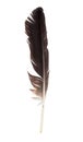 Black Feather Of A Stork