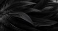 Black Feather Texture Background Royalty Free Stock Photo