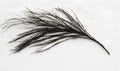 Black feather on white sand beach, peaceful coastal scene Royalty Free Stock Photo