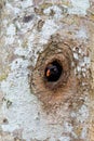 Black feathered bird with a vibrant orange beak perched atop its nest in the center of a tree trunk