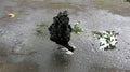 The black-feathered hen eats food remnants from the ground. Wet sidewalk after rain. The puddles on the road reflect the leaves of Royalty Free Stock Photo