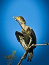 Cormorant black feathered bird tree Everglades Florida Royalty Free Stock Photo