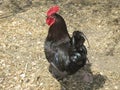 Black Feathered Rooster