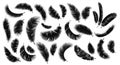 Black feathers. Realistic bird plume in different angles set, fluffy swan and goose feather isolated on white collection. Symbol Royalty Free Stock Photo